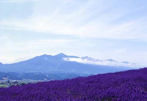 北海道薰衣草