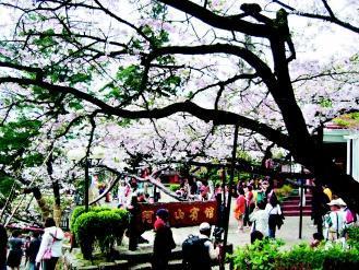 阿里山樱花盛开，此时到4月中旬都是赏花季。(图／阿里山风景区管理处提供)