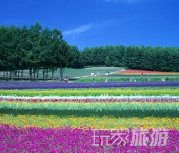 北海道——花的海洋