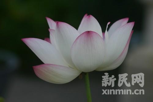 当年孙中山带去的种子，现在被命名为“孙文莲”，有一朵绽放的花朵一直在等我们这一行中国来客。 李天扬 摄