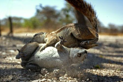 一个抱摔掀翻对手