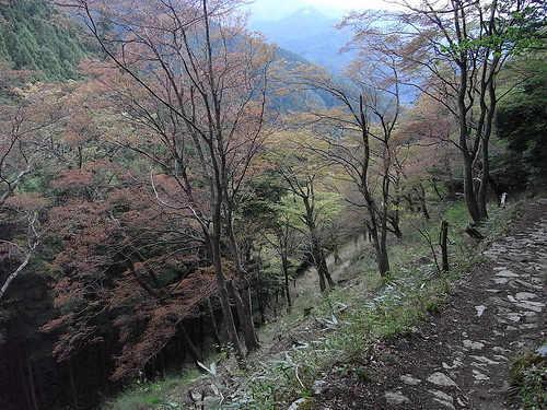 奈良县 吉野山 资料图片