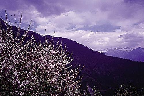 独龙江峡谷，车子临近垭口，可见雪山和桃花