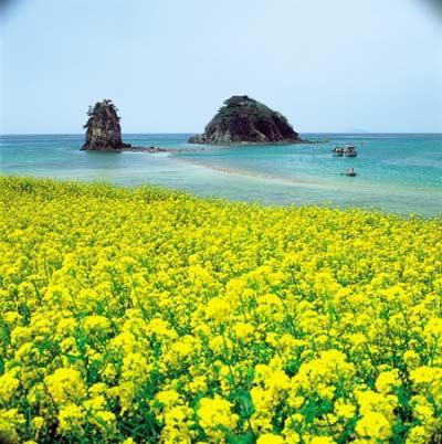 春天的济州岛，满山遍野的油菜花开得让人心醉