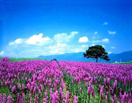 <a href='http://travel.sina.com.cn/puluowangsi-lvyou/?from=b-keyword' >普罗旺斯</a>地区因极富变化而拥有不同寻常的魅力
