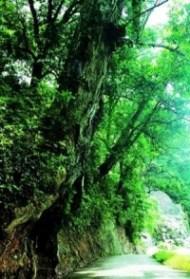 格氏栲国家森林公园