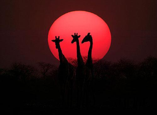 夕阳中的长脖子