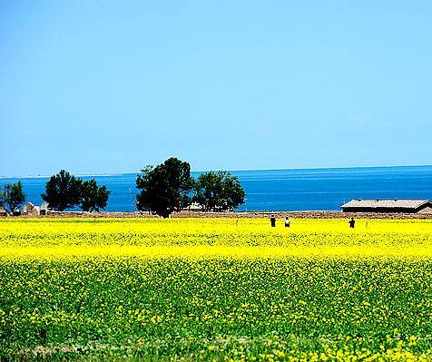 青海湖美景
