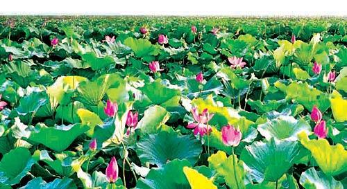 白洋淀文化苑千亩野生荷花