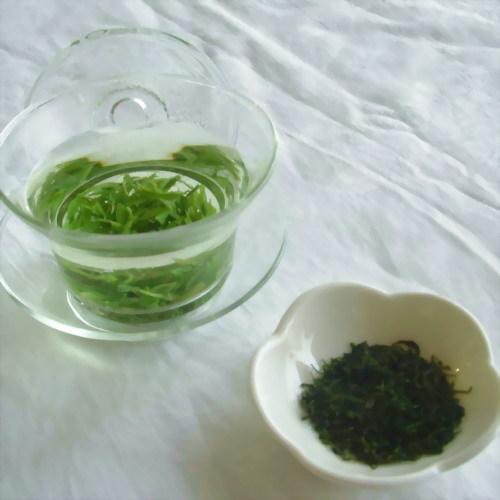 五指山苦丁茶