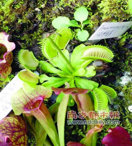 这就是爱吃昆虫的“捕蝇草”