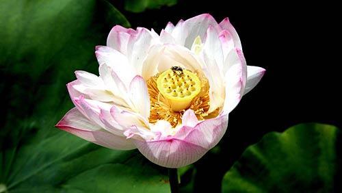 白洋淀文化苑2009年的野生荷