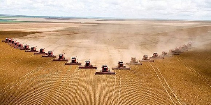 中粮丰益排名上升 ABCD四大粮商时代将结束