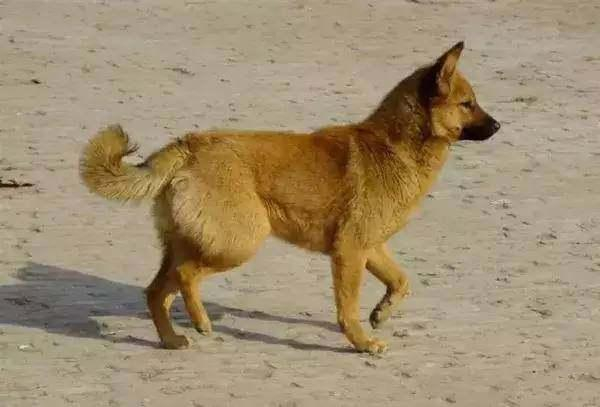 很多人瞧不起的农村土狗,谁知它才是最优秀中华田园犬