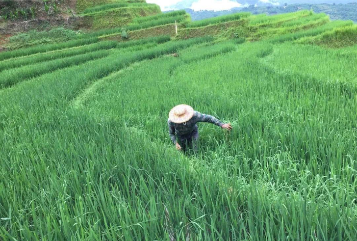 农村这种叫“红麻”的野草,不仅花具有观赏性,叶子晒干更是宝贝