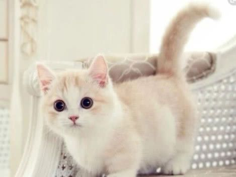 母猫强行给小猫洗澡,小奶猫一脸无辜,样子简直萌化了!|小奶猫|小猫咪|母猫_新浪新闻