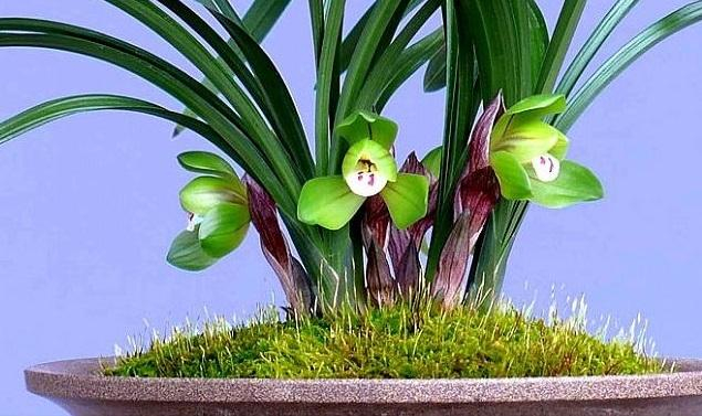 怎么把“春兰”养好,注意这六点就行|春兰|植株|兰花_新浪新闻