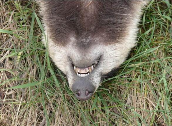 这是狗獾的牙齿,非常整齐,而且杀伤力非常强,连铁锹都可以咬碎.