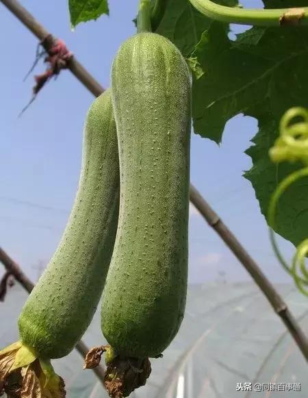 瑶柱（干贝）做法，“食后三日，犹觉鸡虾乏味”