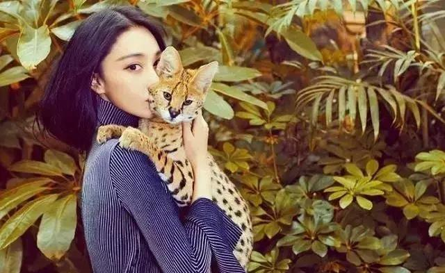 想撸猫先学会抱猫,正确的抱猫姿势,你真的知道吗?美女来教你