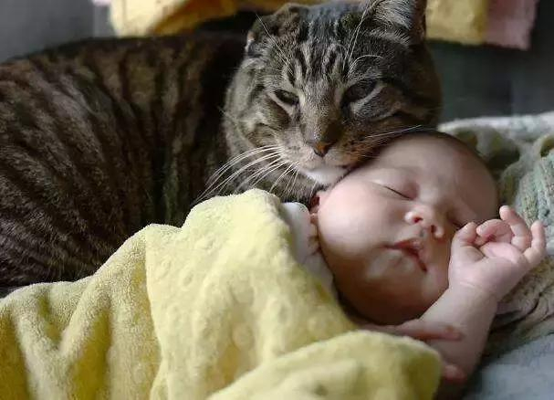 铲屎官把宝宝留在家里,柴犬带着狸花猫守一旁,彼此