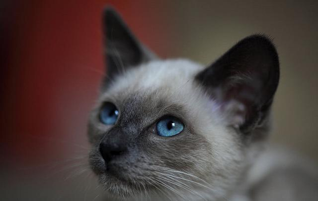 世界六大名猫排行,霸气型猫咪完胜软萌布偶猫