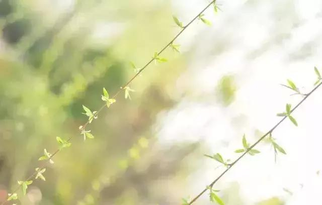 唐诗咏柳，千条拂面绿丝绦