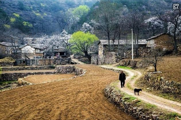 太行山上的大笨狗，其实一点儿都不笨，干什么都极其称职_新浪新闻
