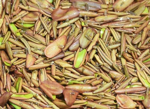 它是植物当中“锌王”,孩子越吃越聪明,可惜知道人很少!|凉拌_新浪新闻