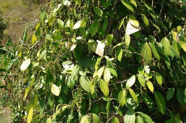 这种植物是一种野生植物,它们叫做臭樟子,臭樟子的学名叫做山胡椒