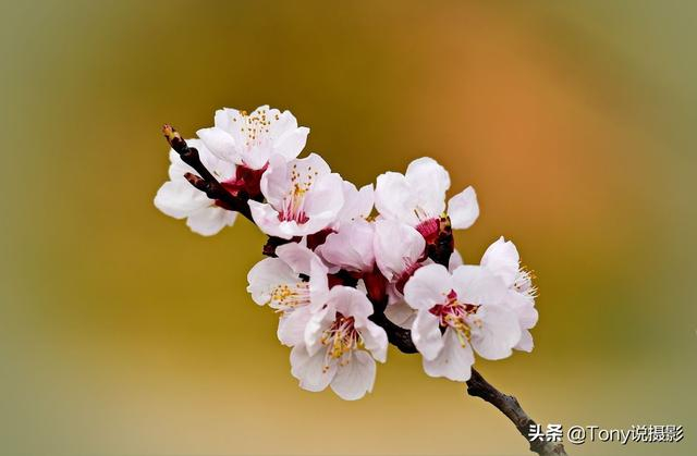 摄影:拍花全攻略!拍花的四大禁忌、12个技巧