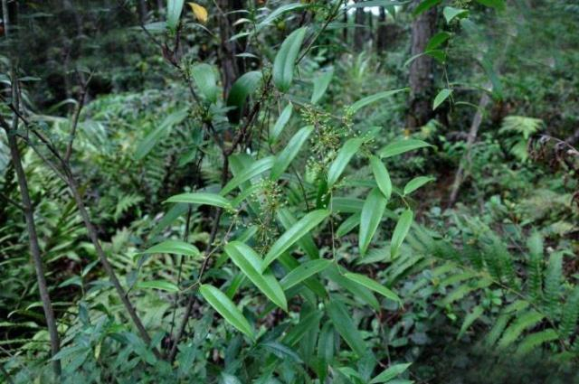 以前农民经常挖来吃,其实它煮水泡脚还能治脚气|土茯苓|野菜|菝葜