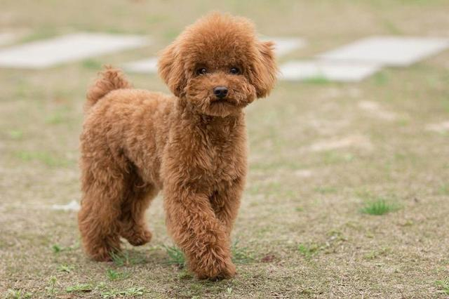泰迪犬分几种?