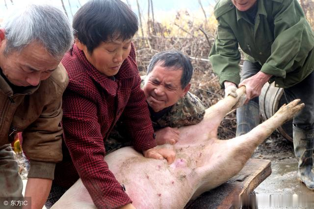 63岁乡间夫妻杀猪匠,配合默契最多一天能杀10多头猪,现在最忙碌