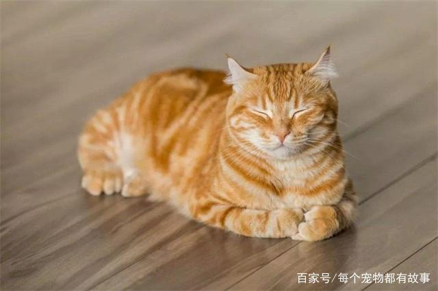 公猫与母猫的差别在这4个方面,看完就知道自己该养哪一种了