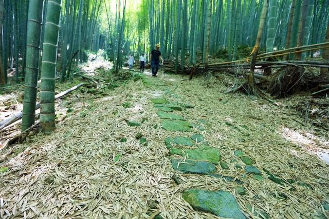 天童岭古道,竹林青翠,流水潺潺|天童|古道|石桥