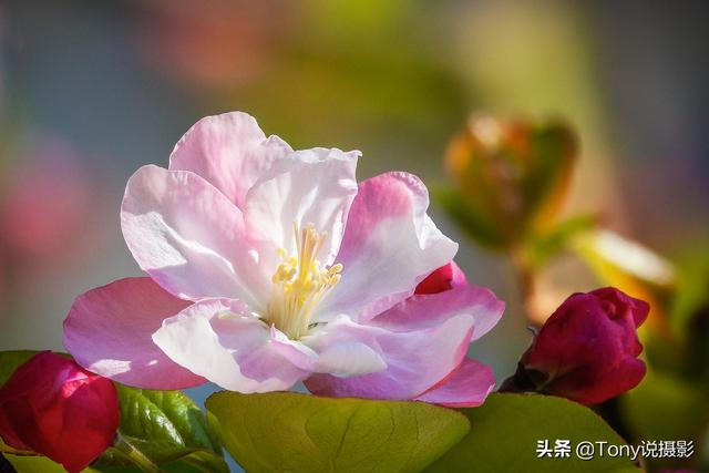 摄影:拍花全攻略!拍花的四大禁忌、12个技巧
