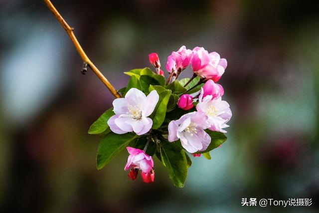 摄影:拍花全攻略!拍花的四大禁忌、12个技巧