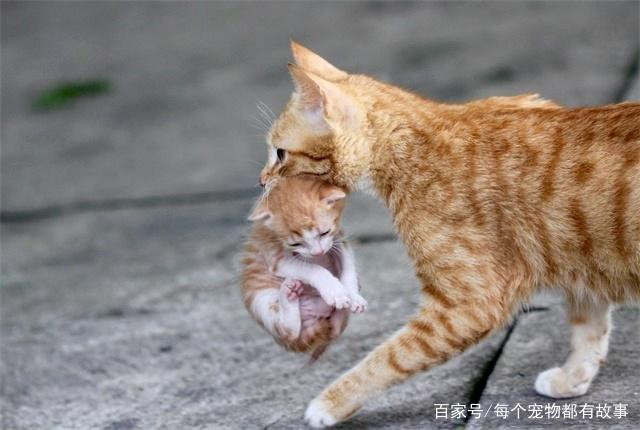 公猫与母猫的差别在这4个方面,看完就知道自己该养哪一种了