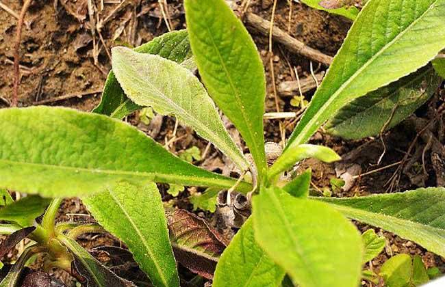 老农称它草鞋底80年代用来治感冒如今被当成一株害草