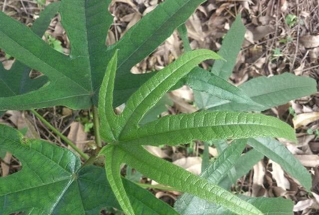 这种植物叫做"五爪龙",价值珍贵,用来煲鸡汤非常的香