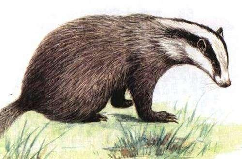 它是鲁迅笔下的猹,你知道这个到底是什么生物吗?