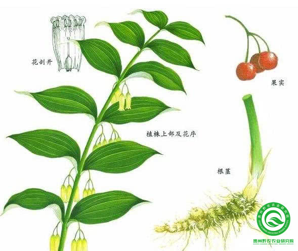 黄精种植前景如何?附黄精栽培技术