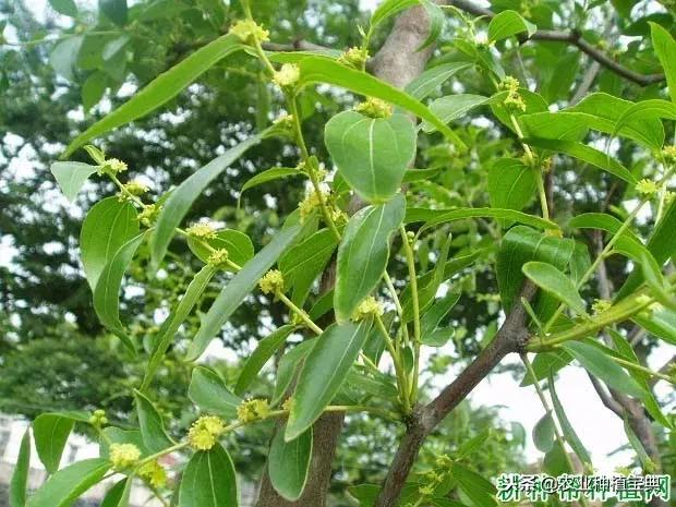 枣树施肥的最佳时间是什么时期？枣树一般什么时候施肥？