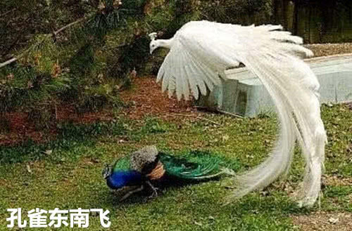 传说中的“白凤凰”现世,评论却沸腾了:这不就是沈王爷本尊嘛