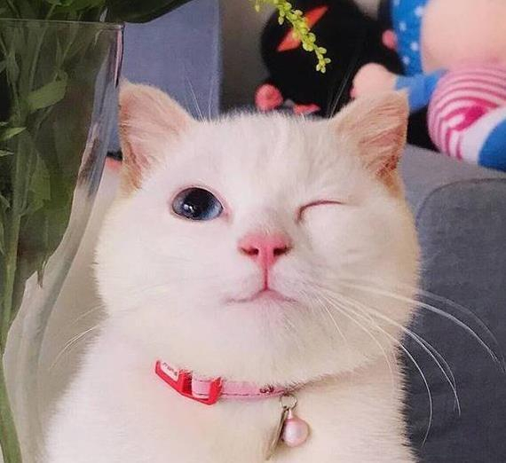 打猫会记仇吗?这样“打”猫才能让它越来越乖,还不会受伤!|猫咪|猫|主人_新浪新闻