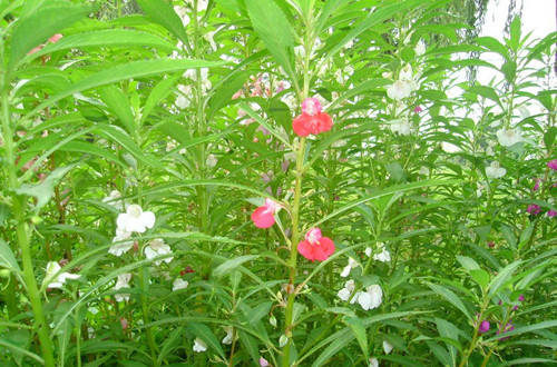 凤仙花能吃吗?凤仙花食用方法
