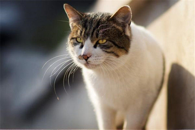 经常打猫后果严重吗?可能会憎恨你,甚至形成不好的性格!|猫咪|猫|性格_新浪新闻
