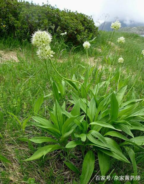 荒野维生食物之野菜系列——茖葱