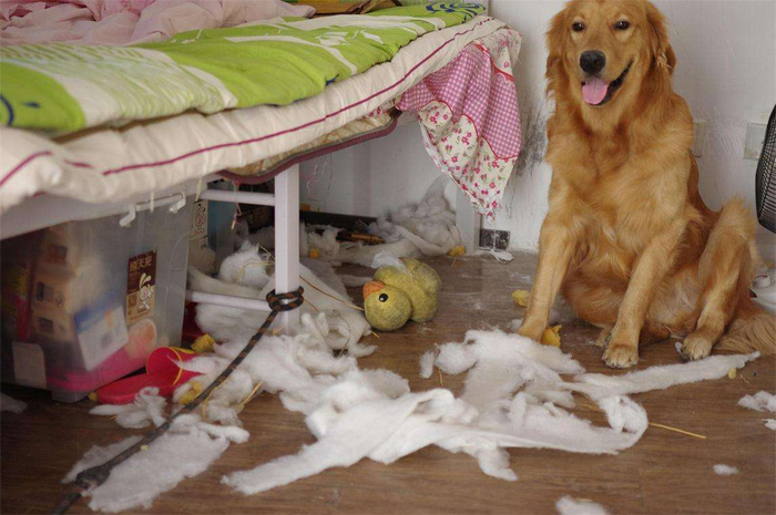 5种最能拆家的狗狗,养宠物犬记得避开,破坏力太强了